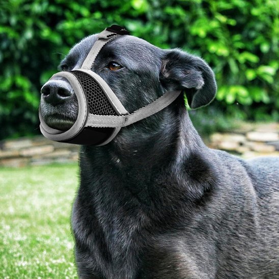 Muselière pour chien | Confort et Sécurité - Chiendoux