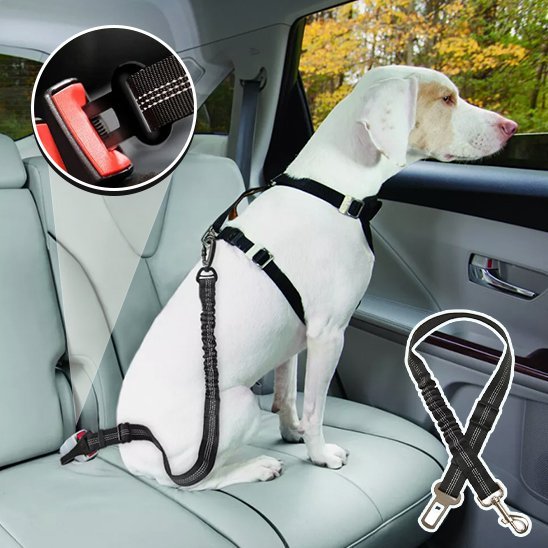 Ceinture chien voiture | Securipet - Chiendoux