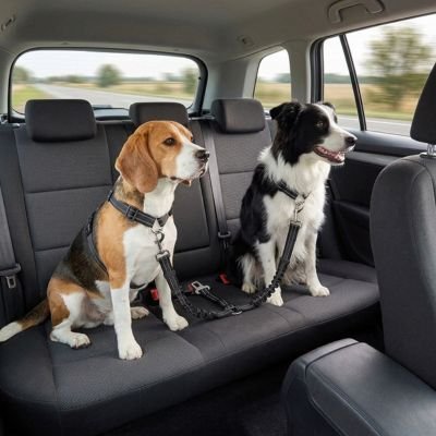 Ceinture de sécurité pour chien | Ajustable et Résistante - Chiendoux