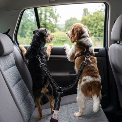 Ceinture de sécurité pour chien | Ajustable et Résistante - Chiendoux