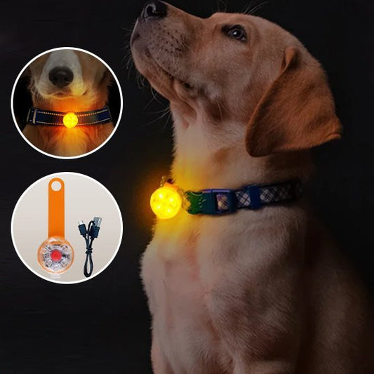 Collier chien | Résistant et Confortable - Chiendoux