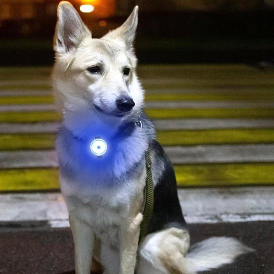 Collier chien | Résistant et Confortable - Chiendoux