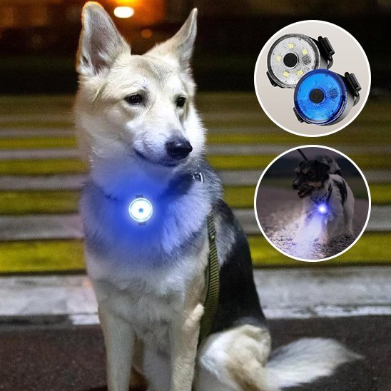 Collier chien | Résistant et Confortable - Chiendoux