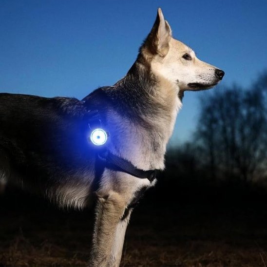 Collier chien | Résistant et Confortable - Chiendoux