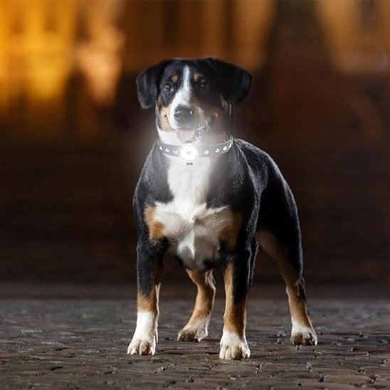 Collier chien | Résistant et Confortable - Chiendoux