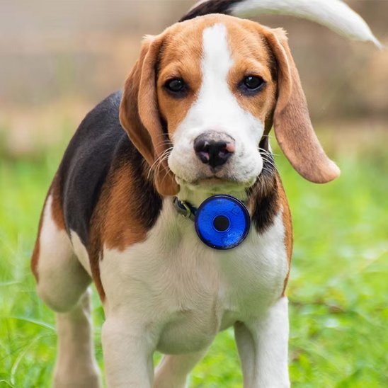 Collier chien | Résistant et Confortable - Chiendoux