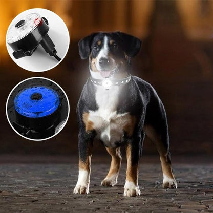 Collier chien | Résistant et Confortable - Chiendoux