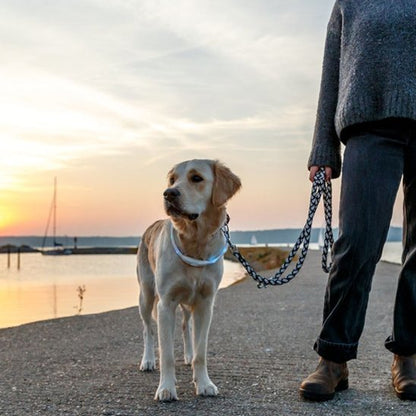 Collier pour chien | Résistant et Confortable - Chiendoux