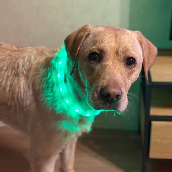 Collier pour chien | Résistant et Confortable - Chiendoux