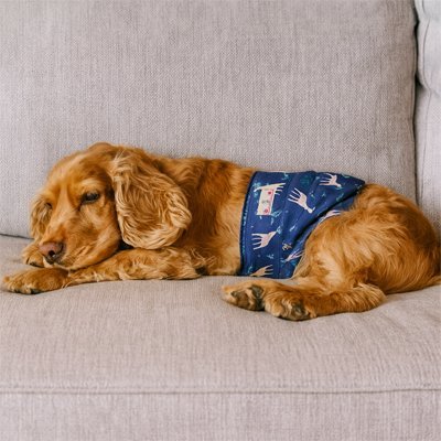 Couche pour chien | Absorbante Premium - Chiendoux