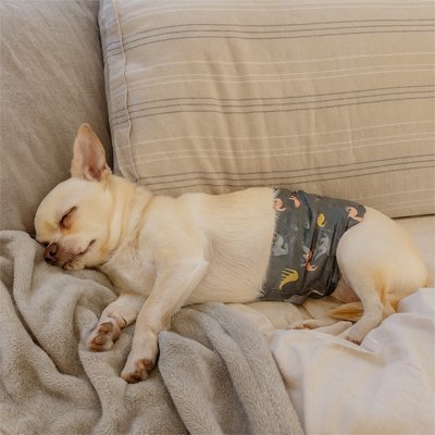 Couche pour chien | Absorbante Premium - Chiendoux