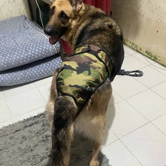 Culotte chien | Lavable et Confortable - Chiendoux