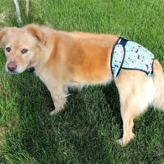 Culotte chien | Lavable et Confortable - Chiendoux