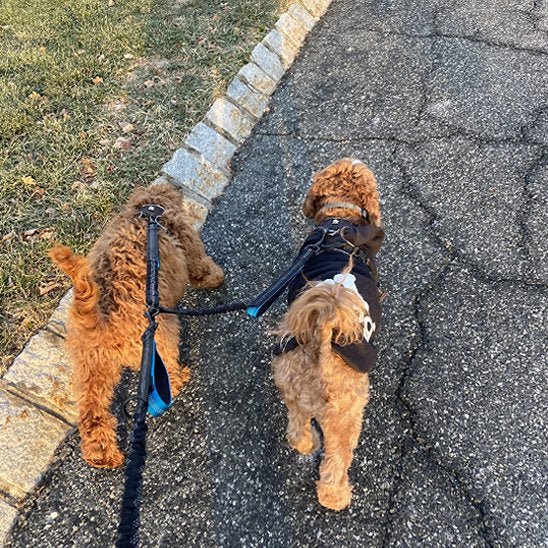Double laisse pour chien | Sans Enchevêtrement - Chiendoux