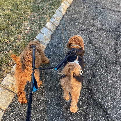 Double laisse pour chien | Sans Enchevêtrement - Chiendoux