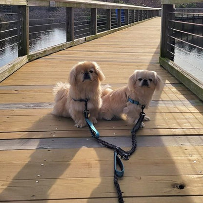 Double laisse pour chien | Sans Enchevêtrement - Chiendoux