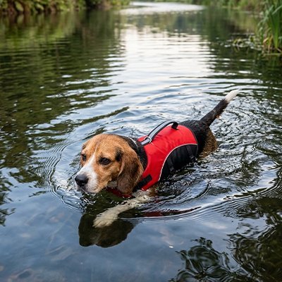 Gilet de sauvetage Chien | Flottabilité Sécurisée - Chiendoux