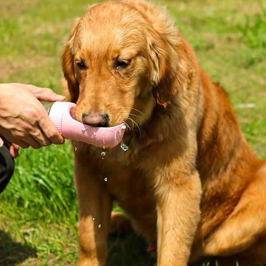Gourde chien | Portable Anti-Fuite - Chiendoux