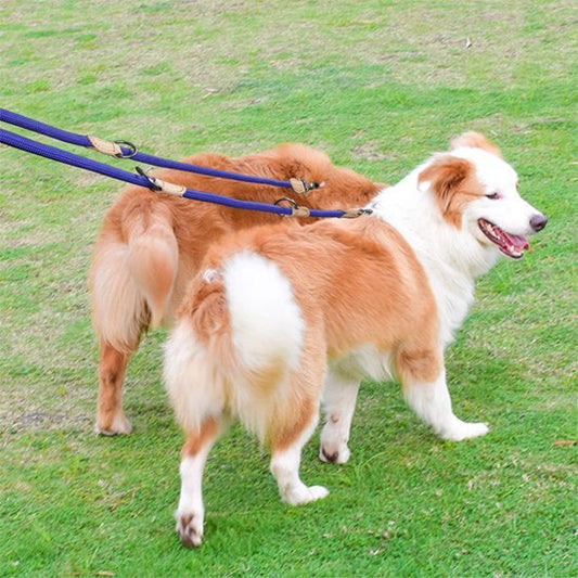 Laisse double pour chien | Sans Enchevêtrement - Chiendoux