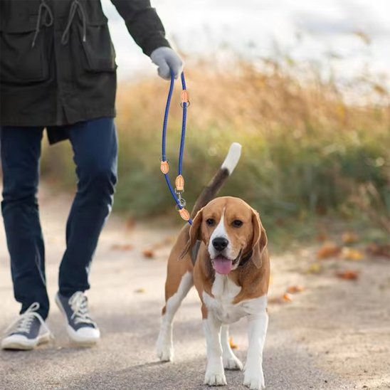 Laisse double pour chien