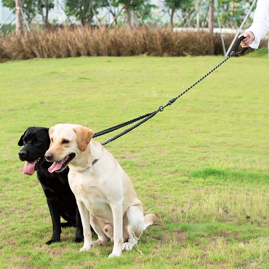 Laisse double pour chien