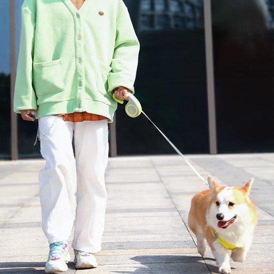 Laisse enrouleur | Robuste 5m - Chiendoux