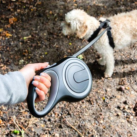 Laisse pour Chien | Robuste et Confortable - Chiendoux