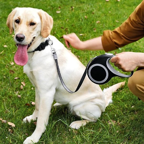 Laisse pour Chien | Robuste et Confortable - Chiendoux