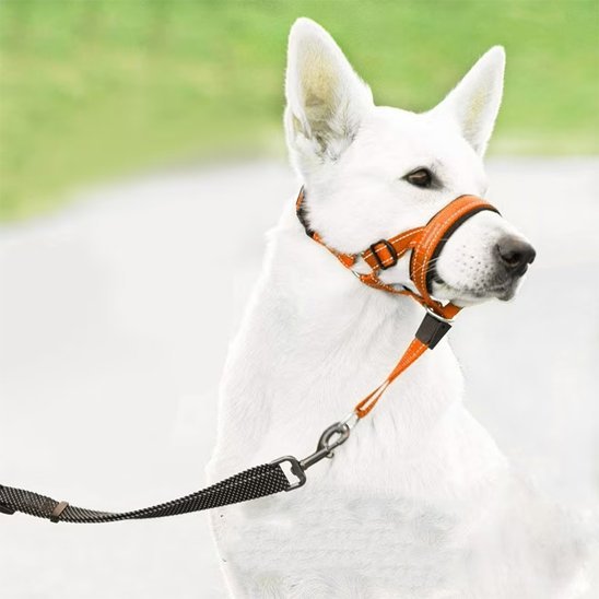 Muselière chien | Confort Sécurisé - Chiendoux