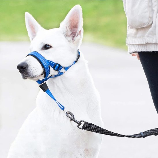 Muselière chien | Confort Sécurisé - Chiendoux