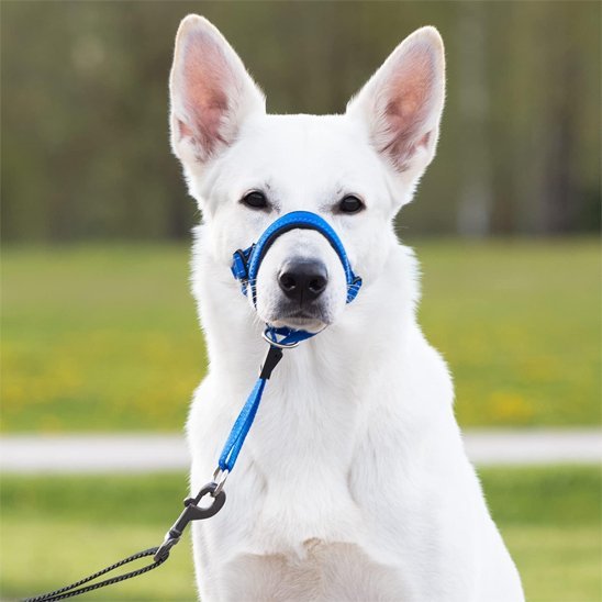 Muselière chien | Confort Sécurisé - Chiendoux
