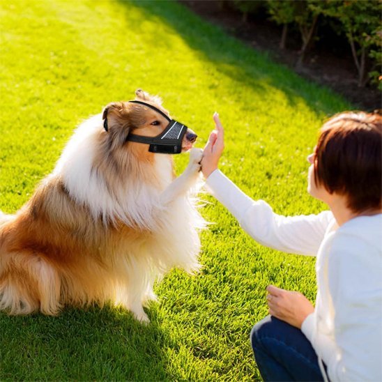 Muselière pour chien | Confort et Sécurité - Chiendoux